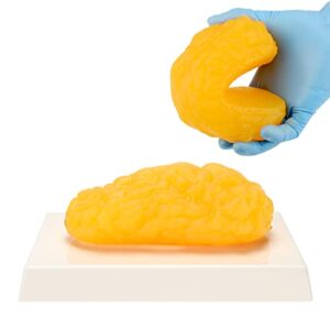 1 Pound Human Body Fat Replica Anatomy Model